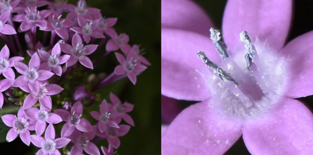 Close up on flower pollen