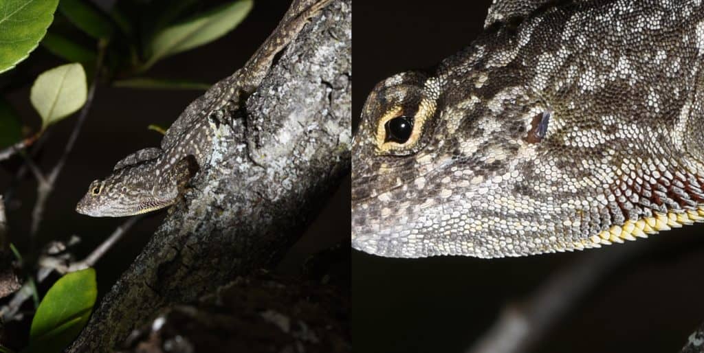 Scales on a lizard