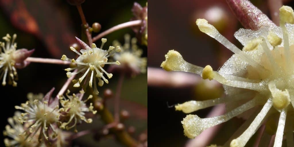 Close up on flower pollen