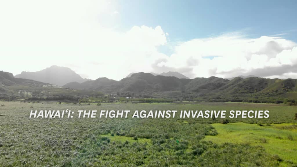 Hawai‘i: The Fight Against Invasive Species – Eagle Eye